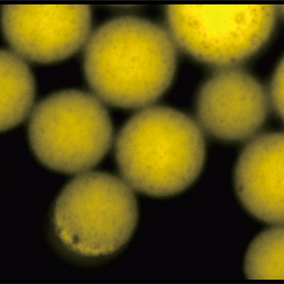 氨基磁珠,氧化硅氨基磁珠