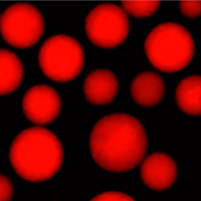 羧基磁珠,氧化硅羧基磁珠