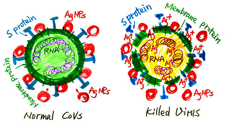 纳米银（Ag）灭活病毒的机理示意图(以冠状病毒为例)