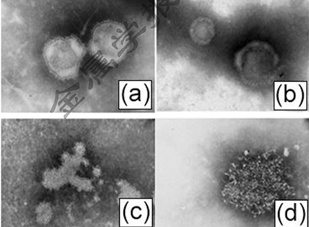 PIV3病毒的形态结构(透射电镜负染×200000)
